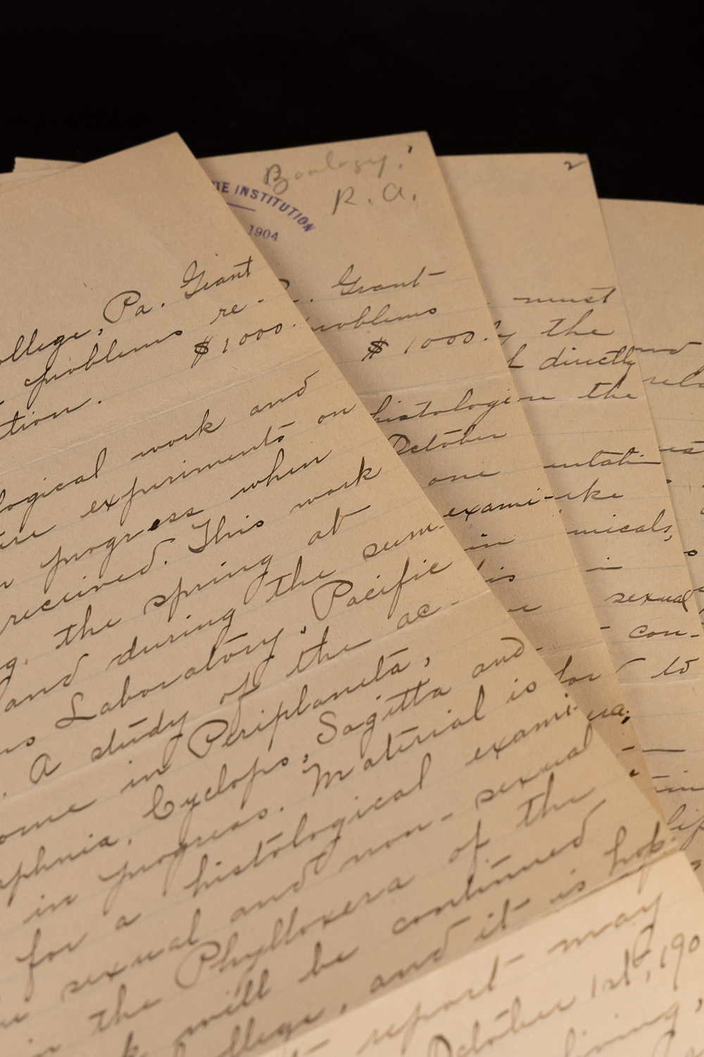 Nettie Stevens submitted this paper about sex determination in aphids when applying for her grant. 