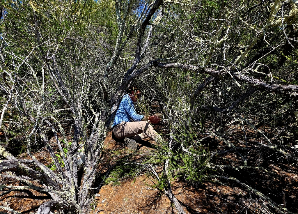 Jeffrey Dukes checks in on one of his experimental sensors that is in a shaded spot in Jasper Ridge's chaparral.