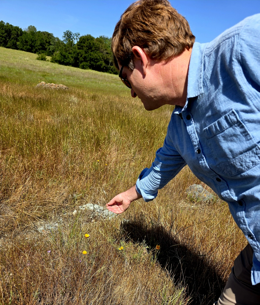 Jeffrey Dukes points out flowers growing in Jasper Ridge's serpentine grassland.