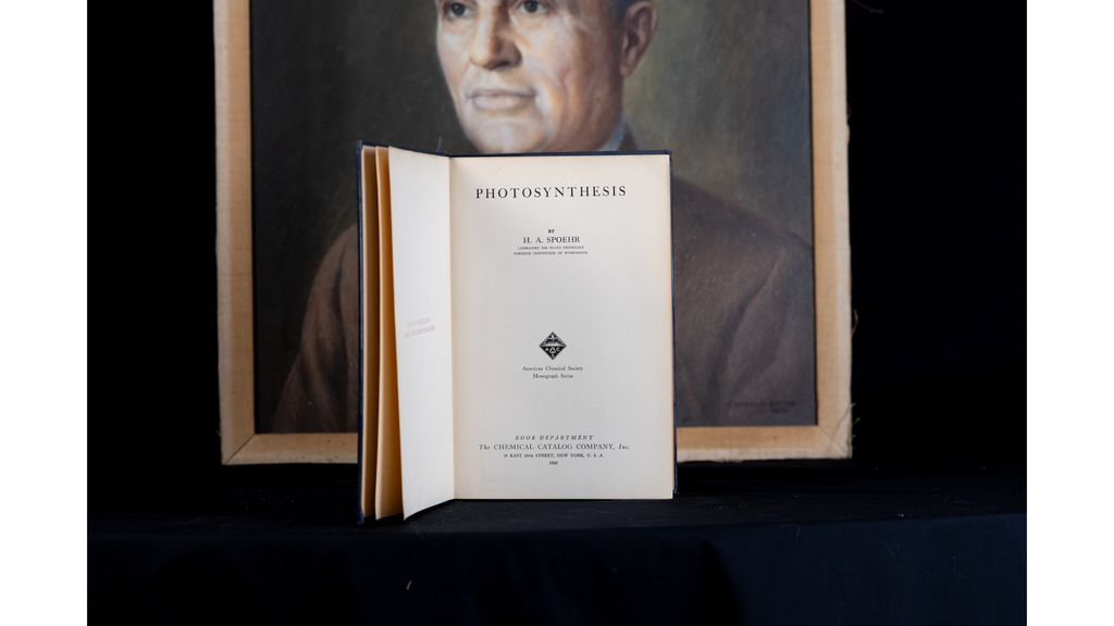 Portrait and Photosynthesis