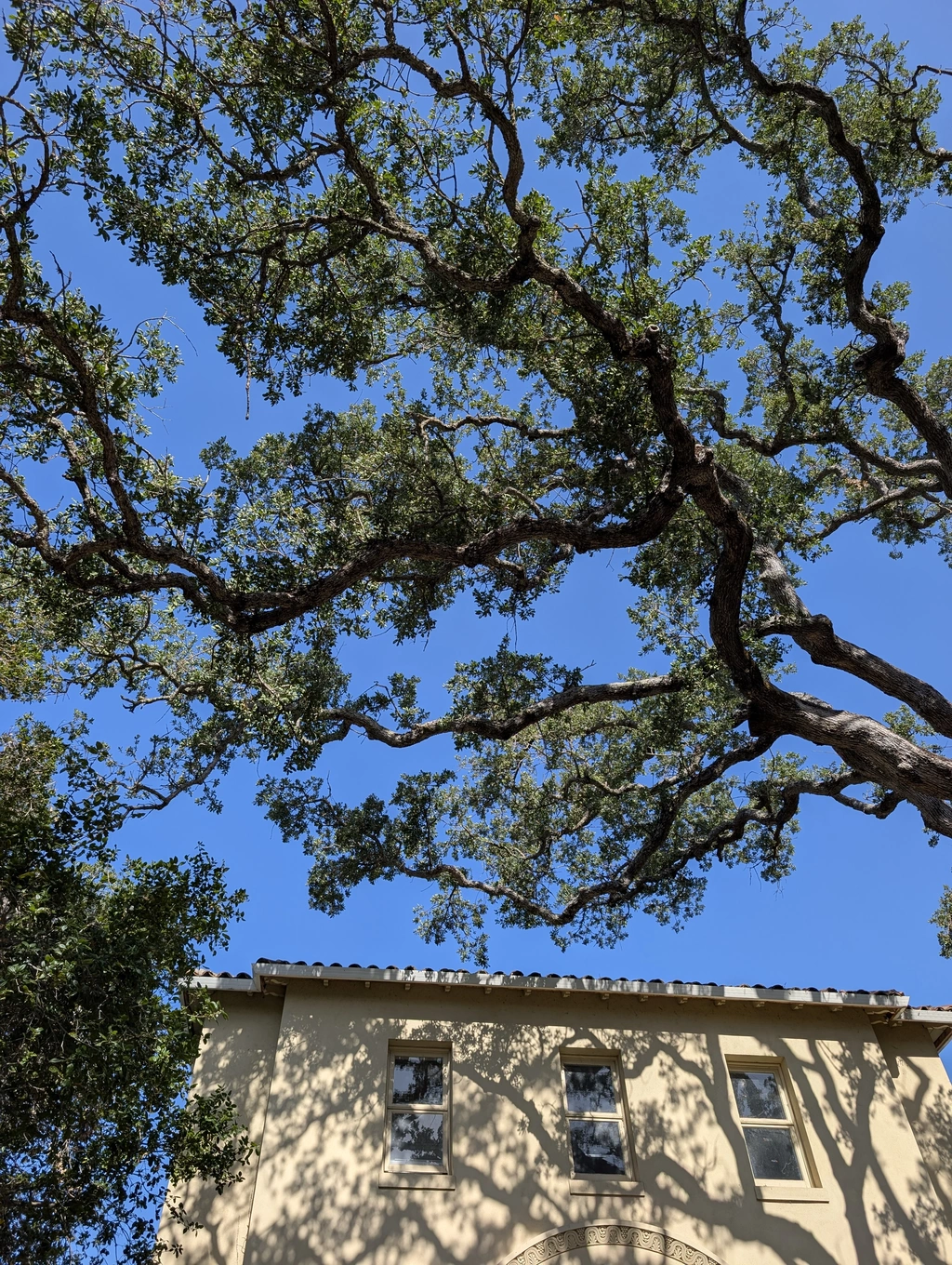 A Stanford blue oak. Courtesy: Devaki Bhaya
