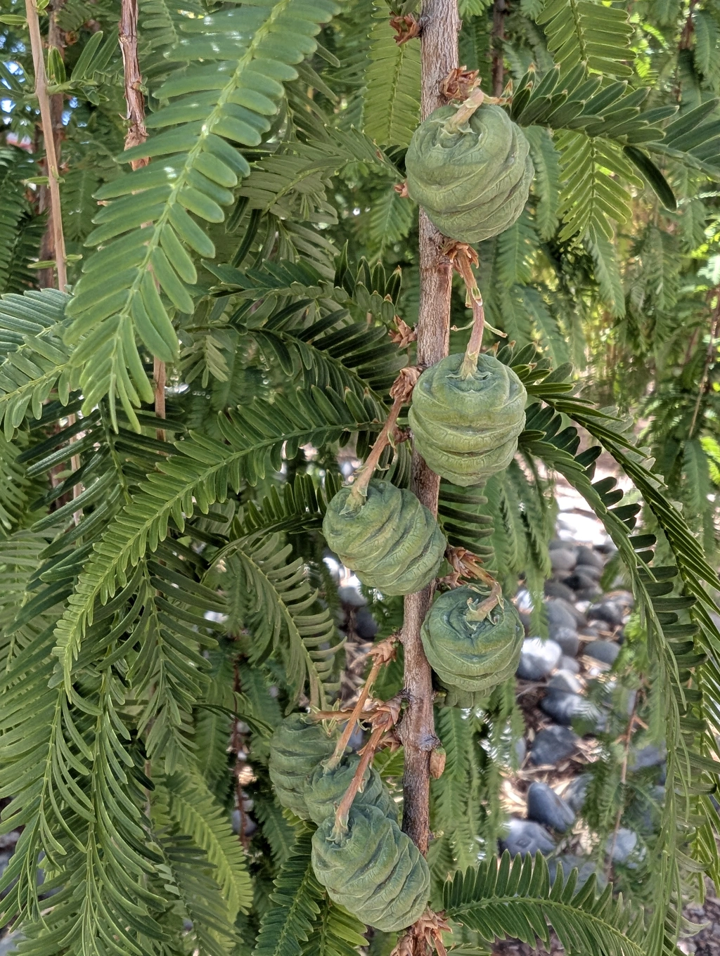 Dawn redwood fruit at Stanford. Courtesy: Devaki Bhaya.