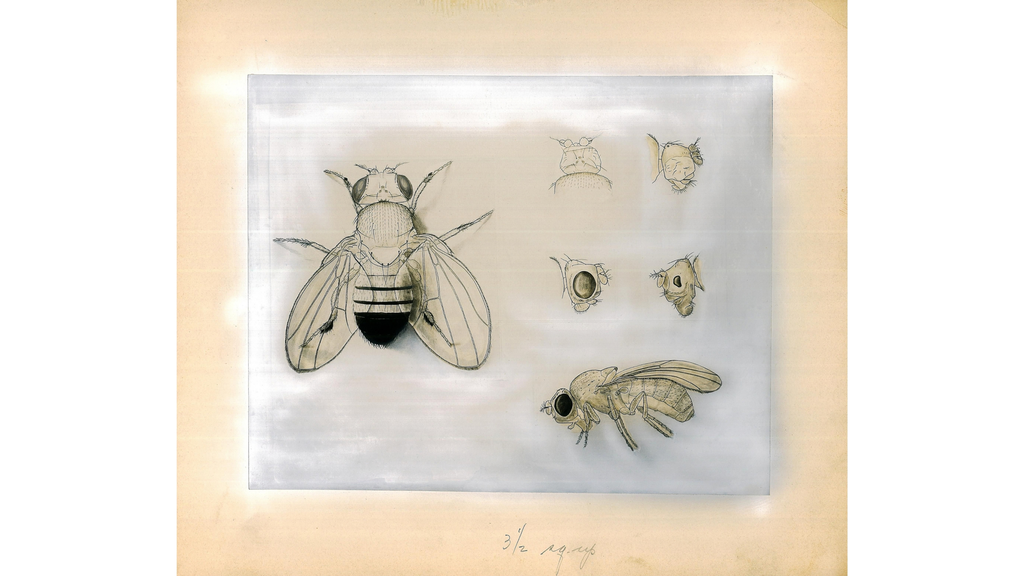 Composite
