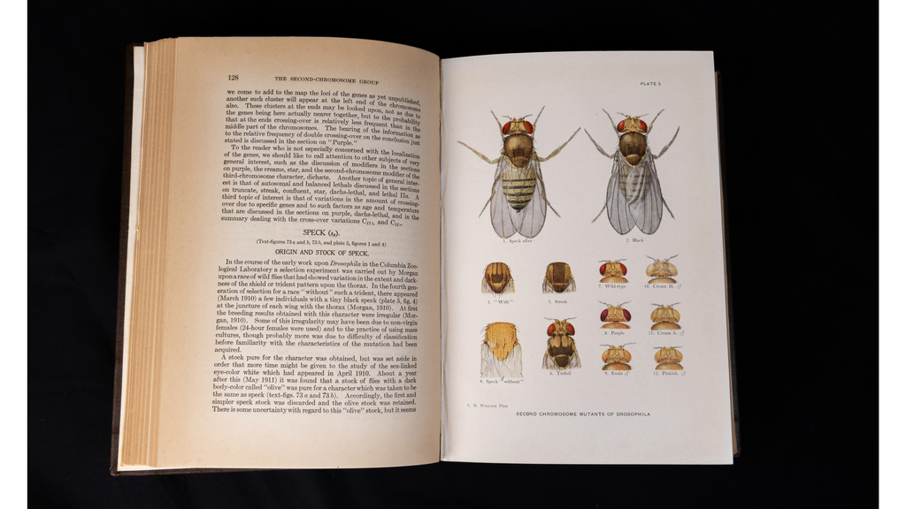 Drosophila Plate 