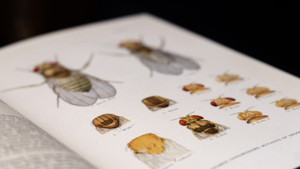 Drosophila Plate