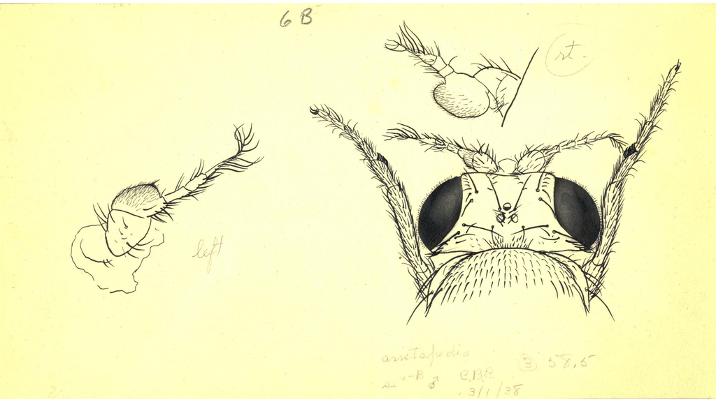 Head & Antennae