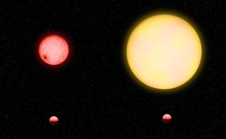 A Jupiter-like orbiting a Sun-like star could be compared to a pea going around a grapefruit; for TOI-5205b, because the host star is so much smaller, it is more like a pea going around a lemon, explains lead author Shubham Kanodia  Artwork by Katherine Cain is courtesy of the Carnegie Institution for Science. 
