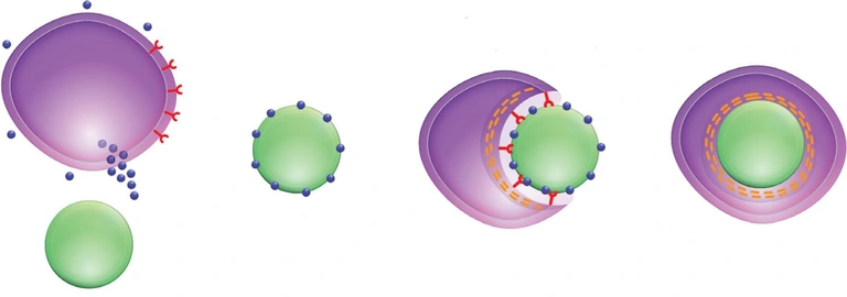 An illustration showing how LePin tags (shown in blue) are secreted from the coral cell and used to mark algae for uptake. Artwork by Navid Marvi courtesy of the Carnegie Institution for Science. 