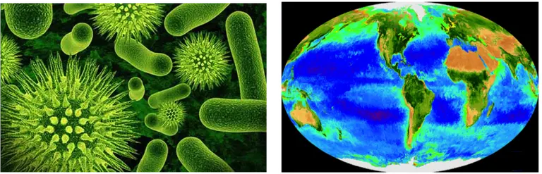 An illustration of Emily Zakem's work studying how the ocean microbial world affects the climate system