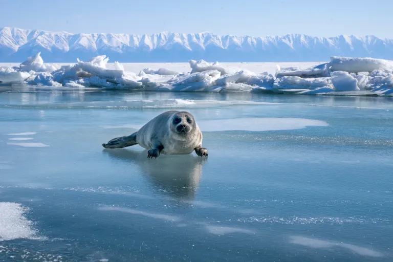 Seal on Lake Baikal