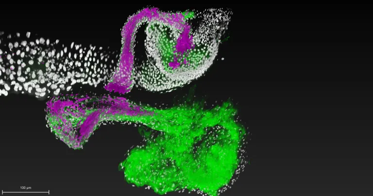 Caption: Lactobacillus, a beneficial bacterial species (magenta), attaches to specific regions (green) of the fruit fly gastrointestinal tract (white). Image is courtesy of Ren Dodge/Carnegie Science.