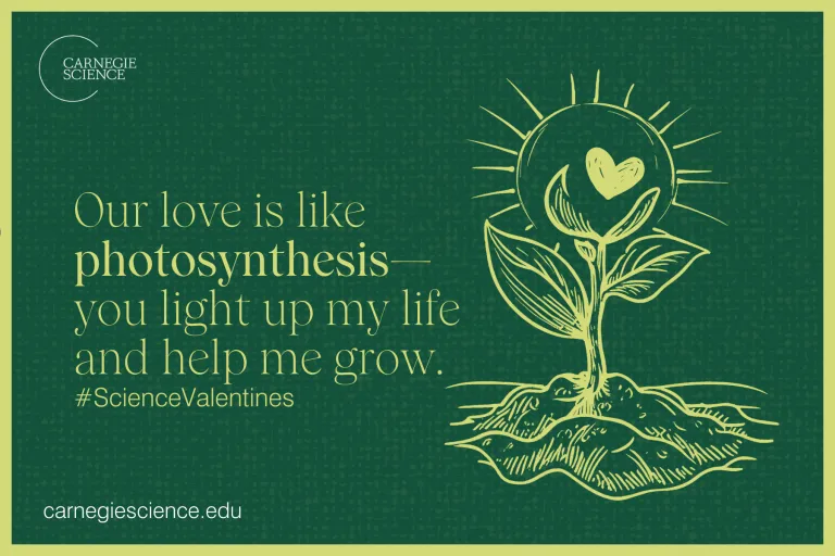 Our love is like photosynthesis—you light up my life and help me grow."