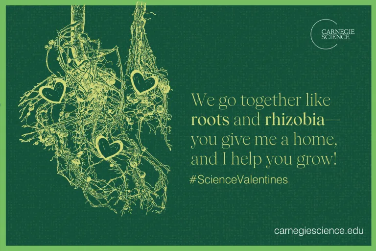    "We go together like roots and rhizobia—you give me a home, and I help you grow!" 