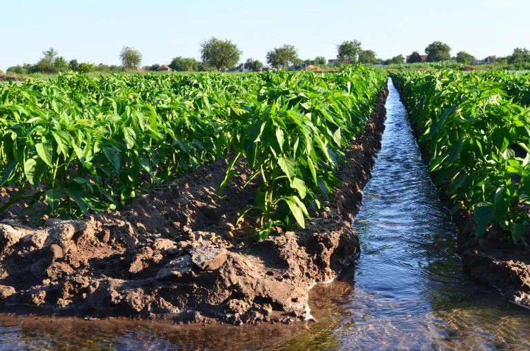 Irrigation ditch running through a field