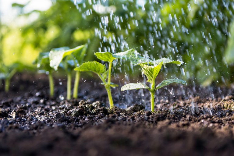 crops watered by irrigation