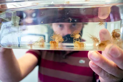 A man holds a series of Aiptasia anemones housed within a water-filled test tube