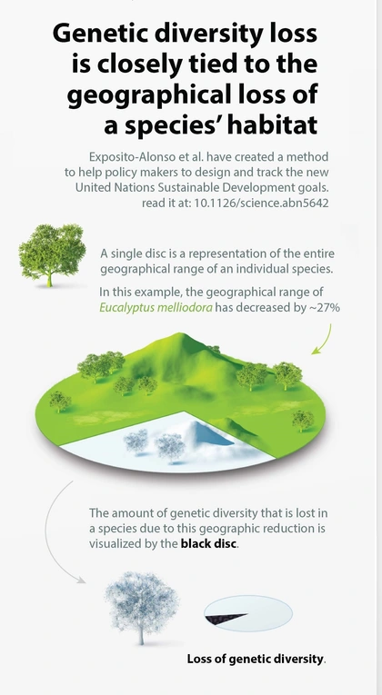 Infographic illustrating how loss of habitat is tied to loss of genetic diversity courtesy of Mark Belan | artscistudios.com.