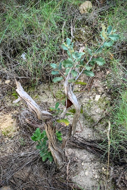 Quercus ilex, the native dryland oak of Spain