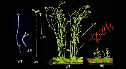 Brassinosteroid Figure Zhiyong Wang lab