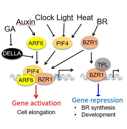 The Wang Lab's work on how Brassinosteroid regulates plant development