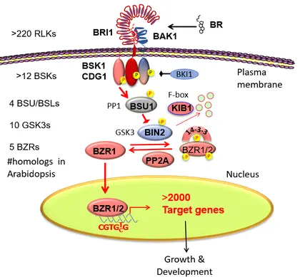 Wang Lab work on Brassinosteroid