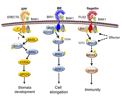 The Wang Lab's work on stomata development and immunity. 