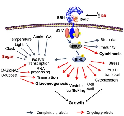 The cell signaling network for growth responses to nutrients, hormones, and environmental signals. 