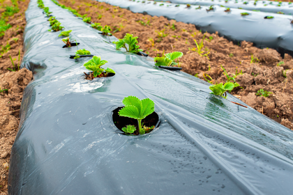 Caption: Mulching on a strawberry farm. Image purchased from Shutterstock. 