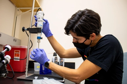 Carnegie’s Amanda Tinoco at work in Phillip Cleves’ lab where researchers use CRISPR/Cas9 technology to identify cellular and molecular processes that could inform coral conservation and restoration efforts. Photo by Navid Marvi courtesy of the Carnegie Institution for Science. 