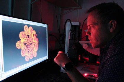 Carnegie’s Phillip Cleves examines a juvenile coral under the microscope. In this new paper, his research team revealed that a gene called SLC4γ is necessary for young coral colonies to begin building their skeletons. Photo by Navid Marvi courtesy of the Carnegie Institution for Science. 