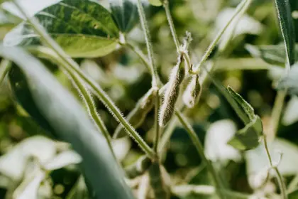 Soybeans growing in a field