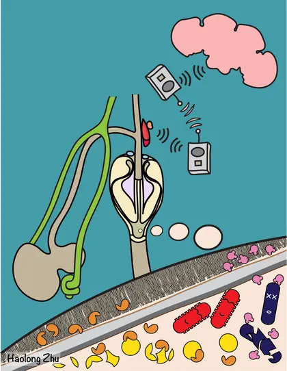 This illustration emphasizes the major physiological roles of the Drosophila foregut including digestion, interactions with intestinal microorganisms, peritrophic matrix production, and cross-tissue/organ coordination.