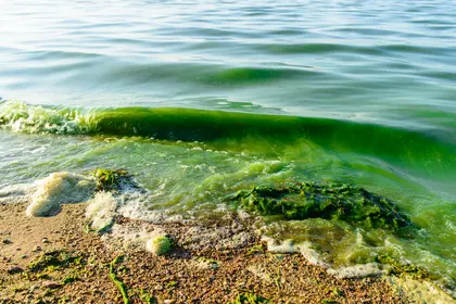 algal bloom on the shore