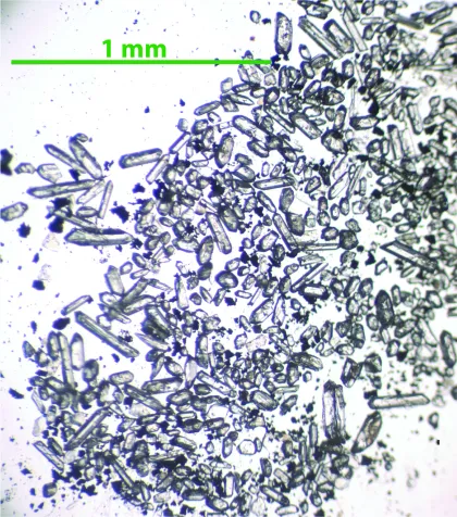 The zircons extracted from one of the deep-sea ashes Kasbohm dated at Ocean Drilling Program Site 1000. Photo credit: Jennifer Kasbohm.