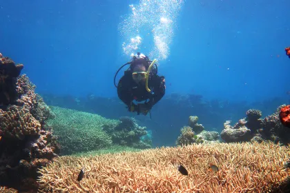 Carnegie’s Phillip Cleves scuba diving on the Great Barrier Reef in Australia. Cleves uses cutting-edge biology techniques to better understand the risks coral face due to climate change.