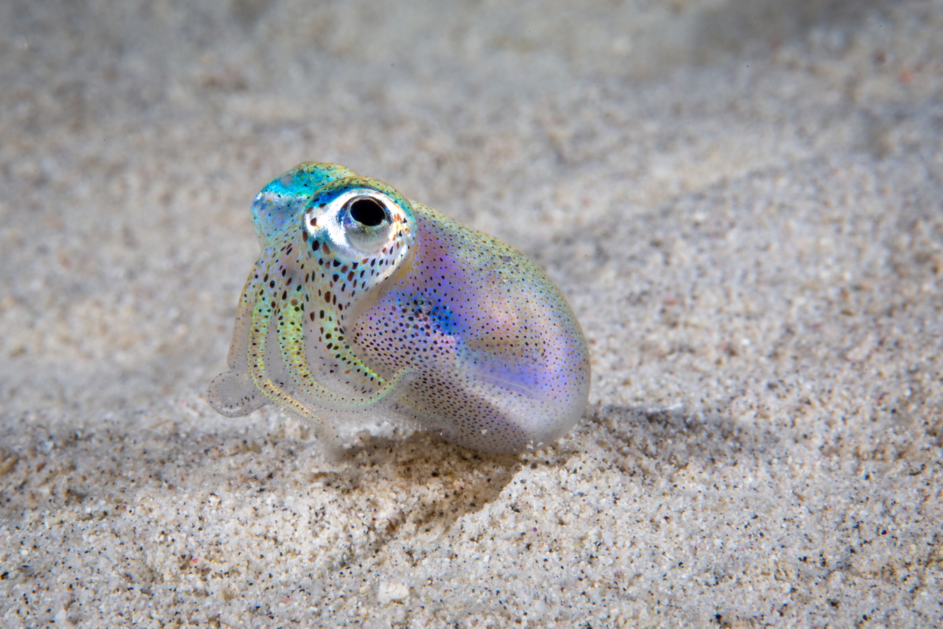 Hawaiian bobtail squid purchased from Shutterstock