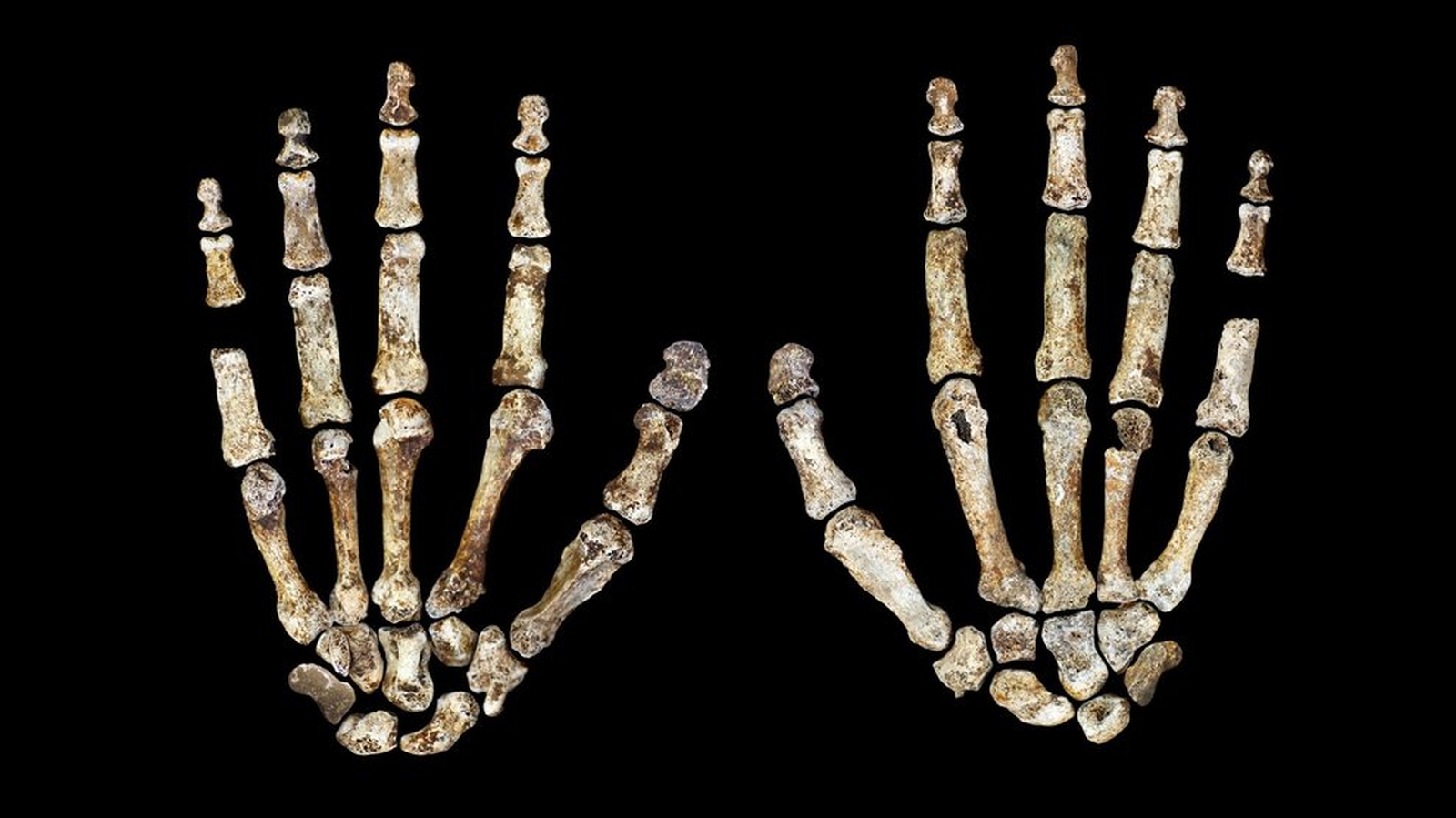 Ancient skeleton hands