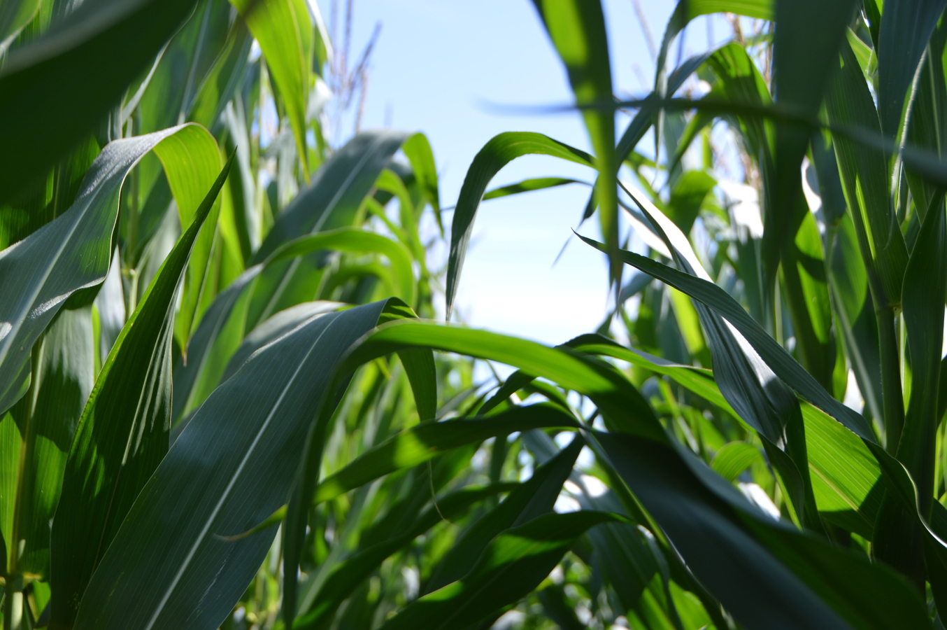 Green maize plants up close. A hint of blue sky between the stalks. 