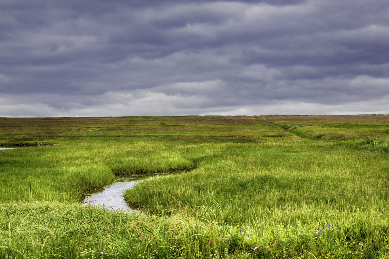 Long marsh grass with winding creek.