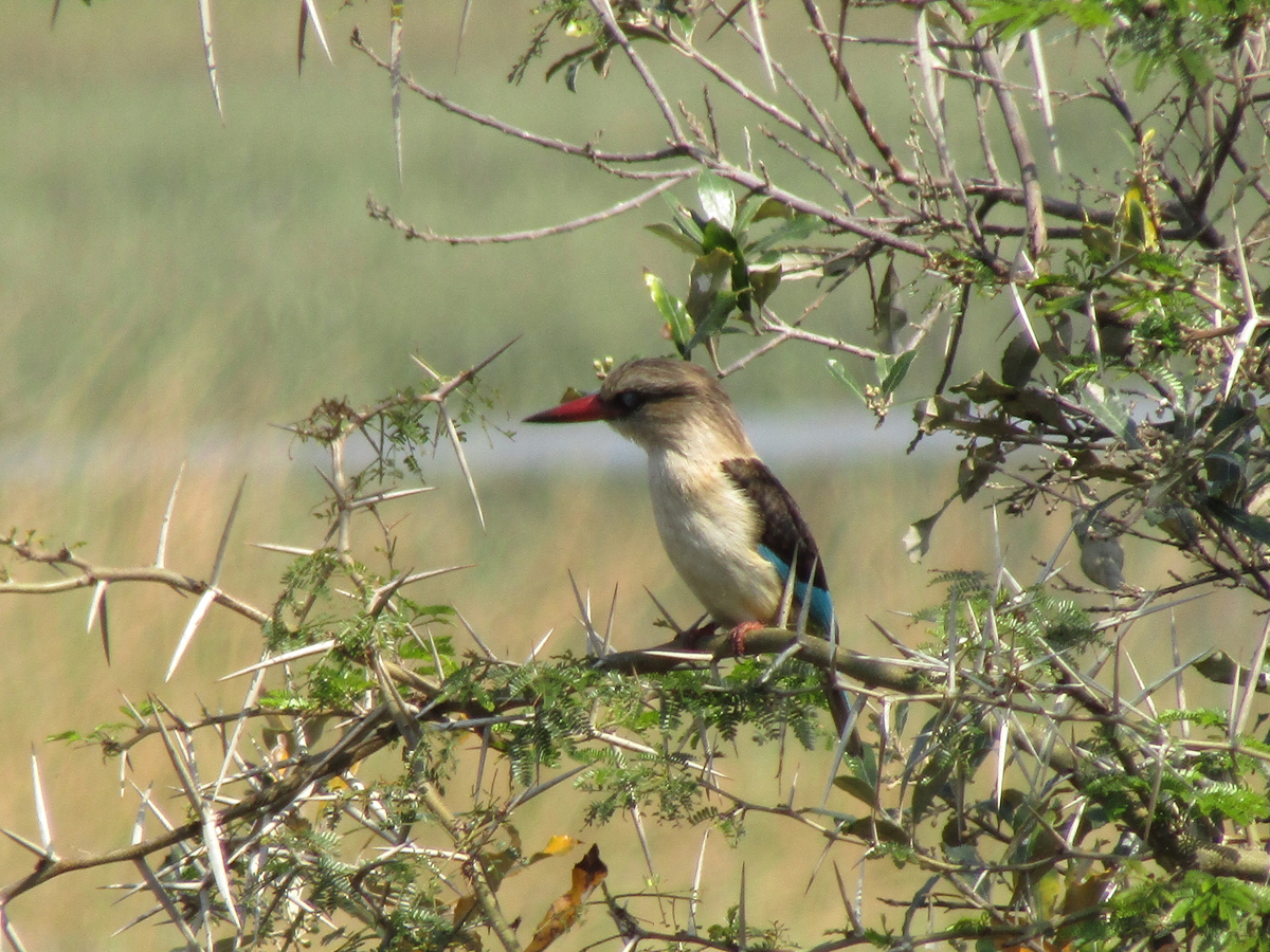 Bird sits on a tree branch in a wetland environment. 