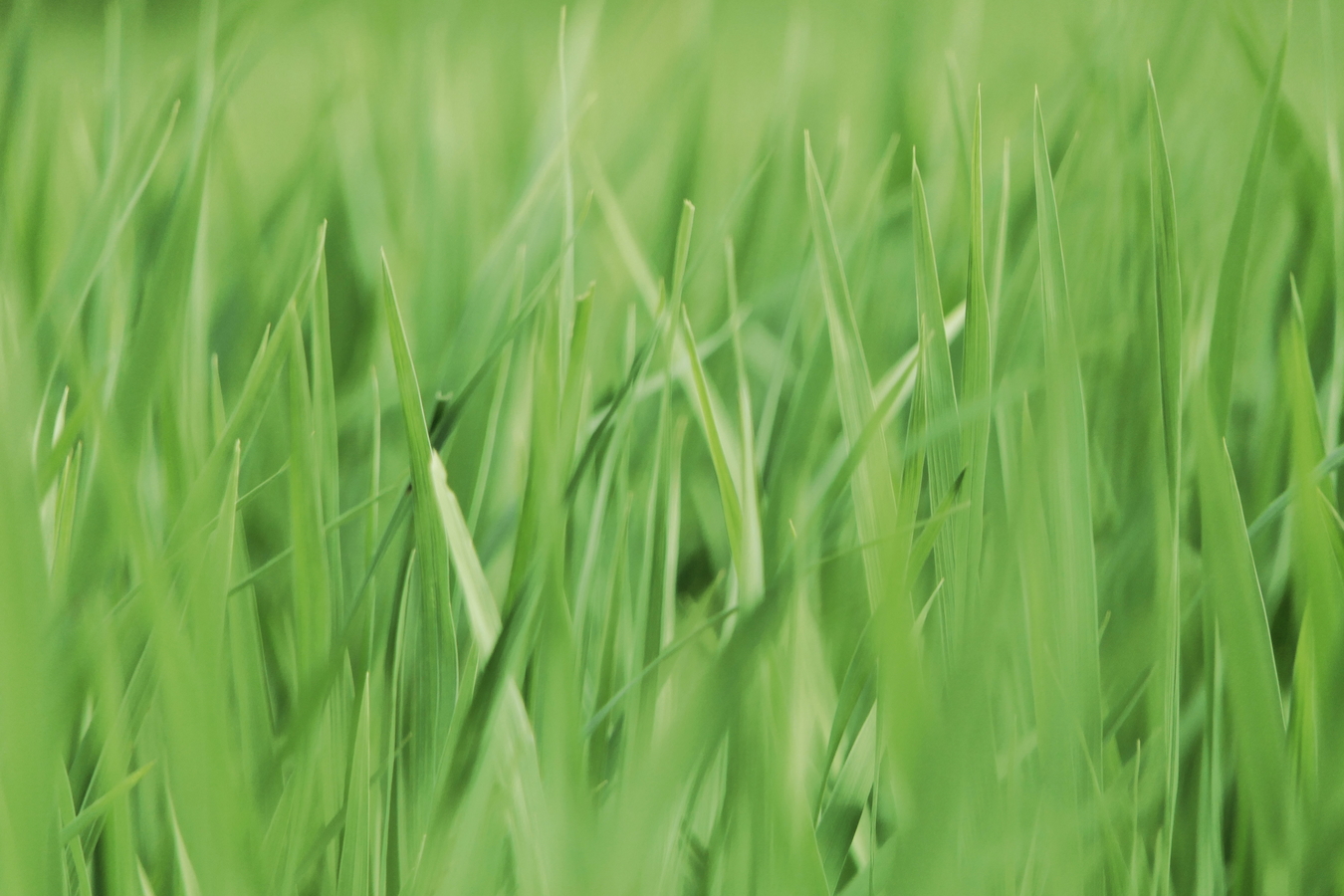 Close up of bright green blades of spring grass. 