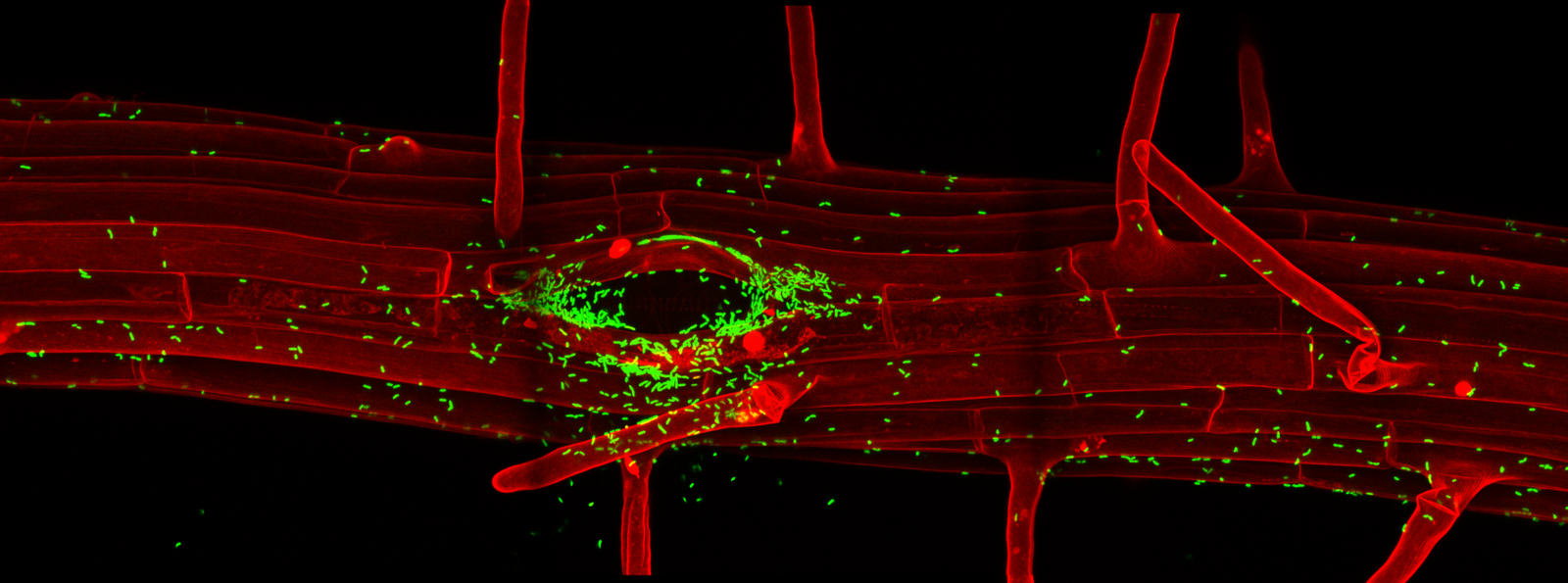 Image courtesy Niko Geldner. 