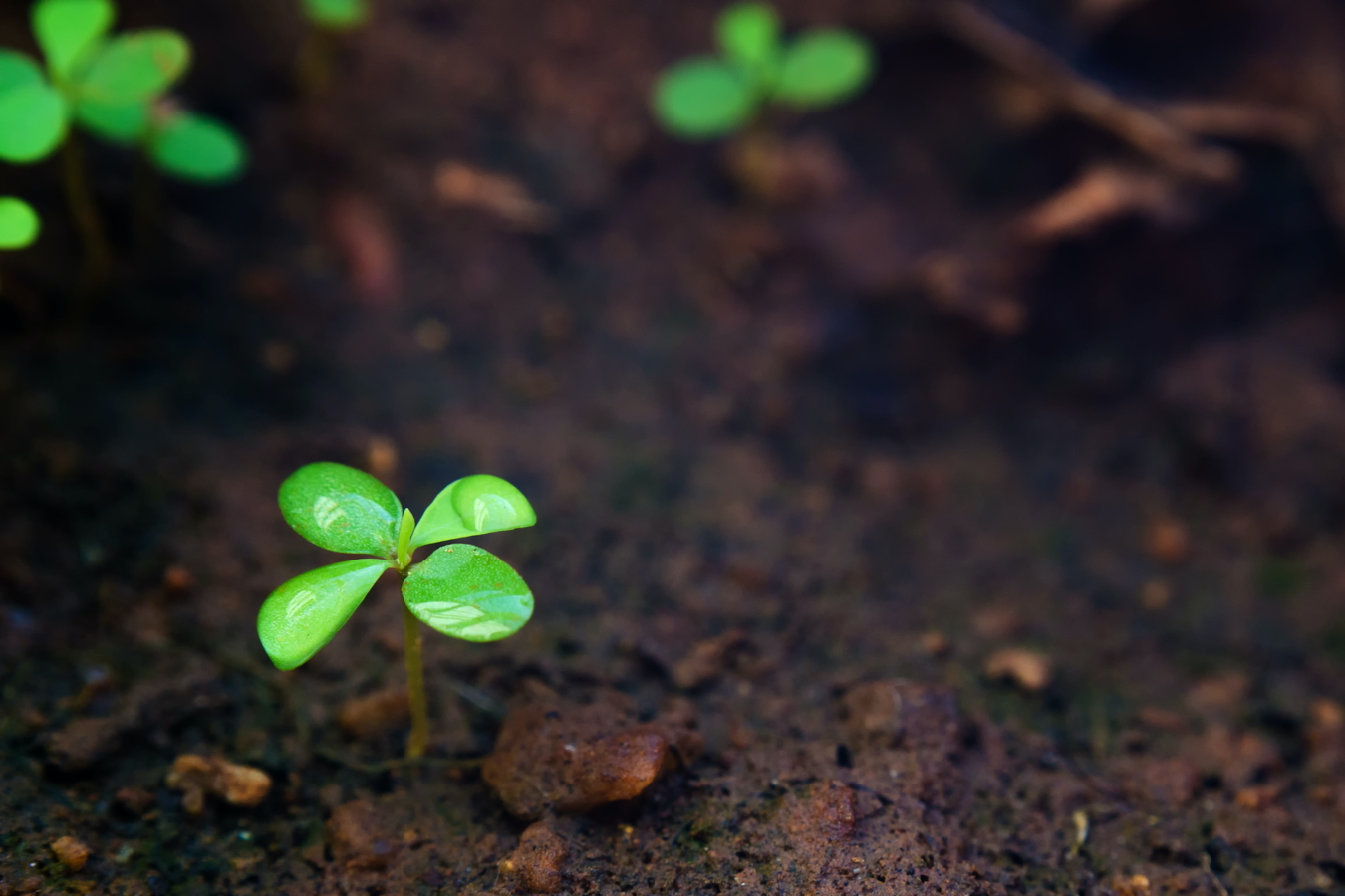 Soil image by Manikandan Annamalai via Unsplash