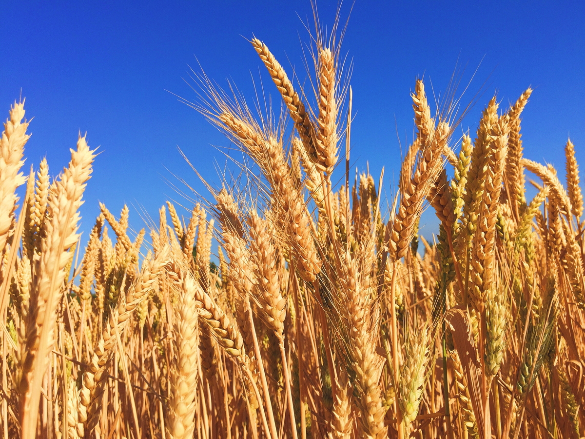 Wheat photography by Melissa Askew via Unsplash.