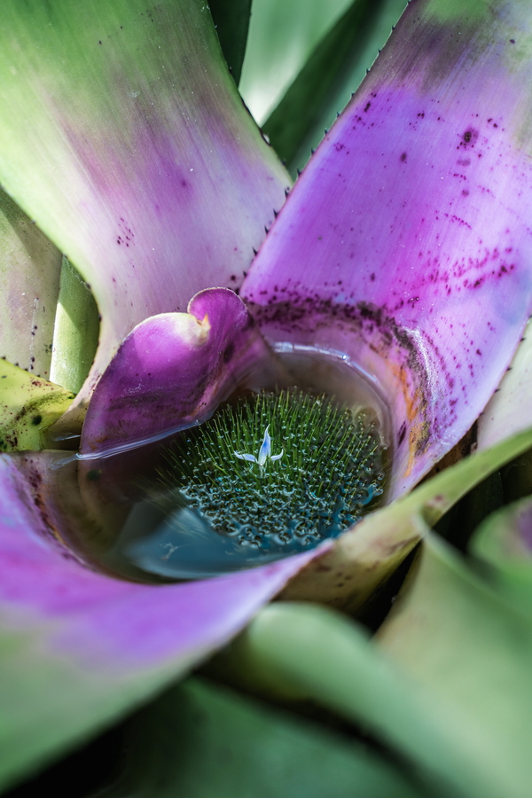 Bromeliad by Susie Burleson via Unsplash
