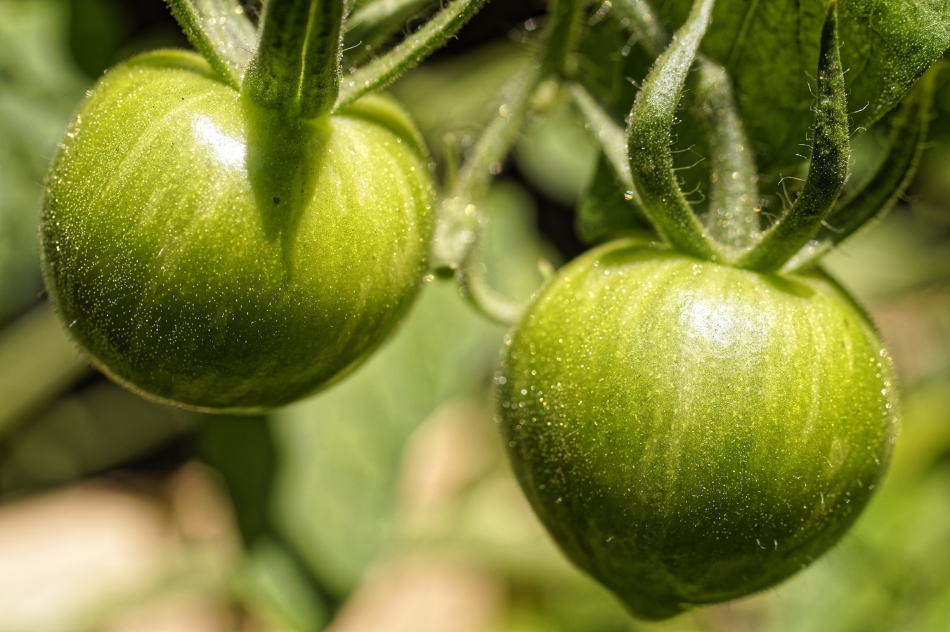 Tomatoes on the vine courtesy Pixabay.