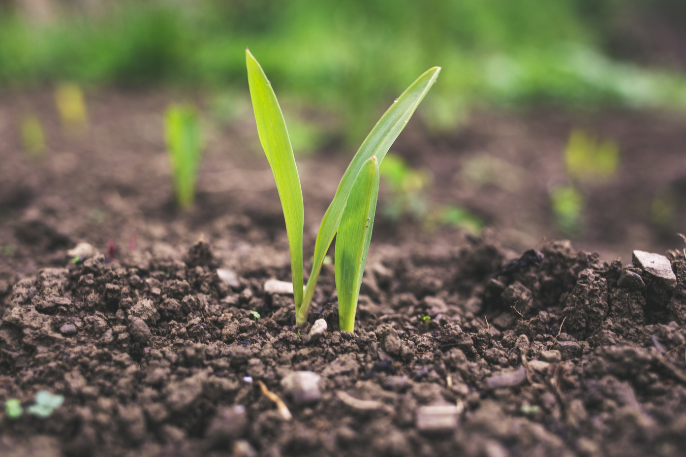 soil_roman-synkevych-fjj7lVpCxRE-unsplash.jpg