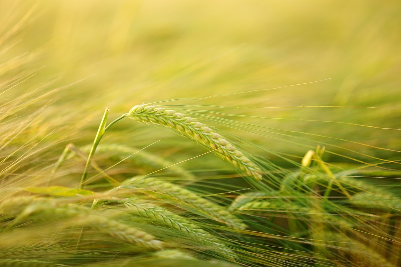 barley-2117454_1280.jpg