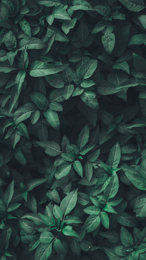 plants