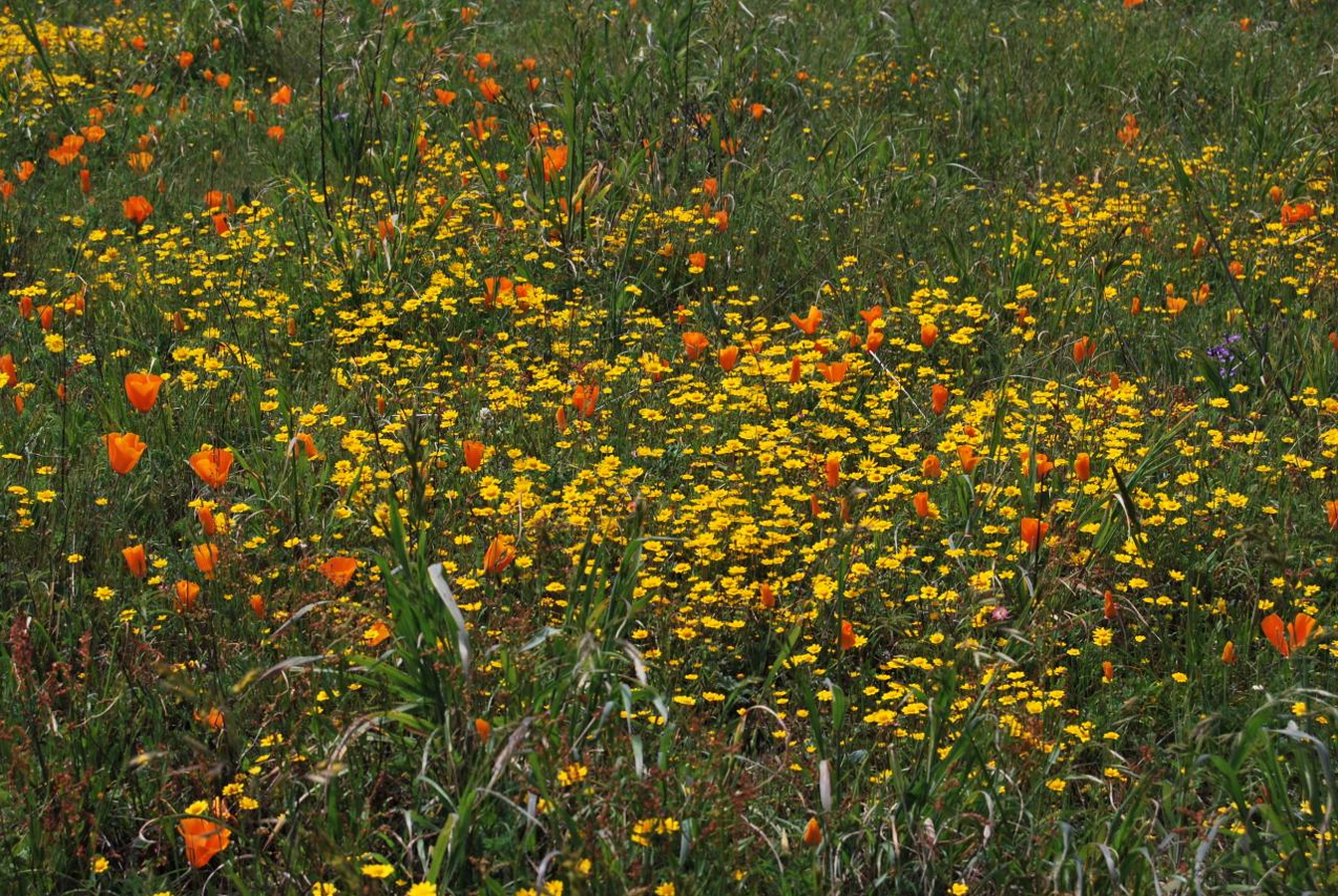 serpentine grassland 3750667144_09602a0d4d_o.jpg